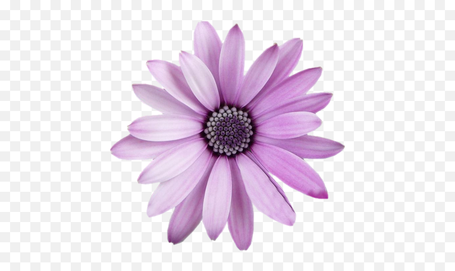 Freetoedit Flower Png Transparent With - Flower Png Transparent Emoji,Flower Png