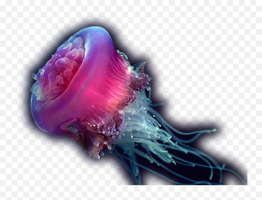 Jellyfish Png - Deep Sea Jellyfish Png Emoji,Jellyfish Transparent Background