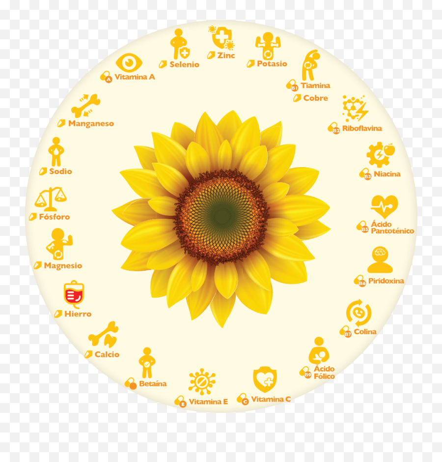 Semillas De Girasol O Semillas De Pipa - Realistic Sunflower Clipart Emoji,Girasol Png