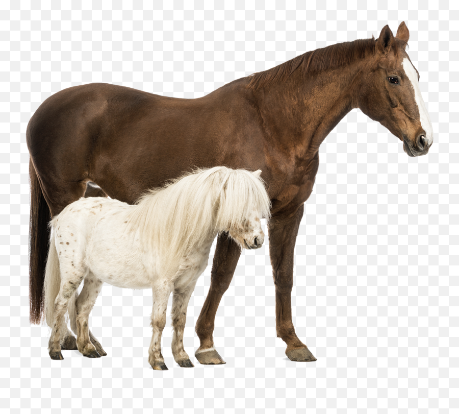 Shetland Pony Belgian Horse Welsh Pony And Cob Stock - Ponies Next To Horse Emoji,Horses Png