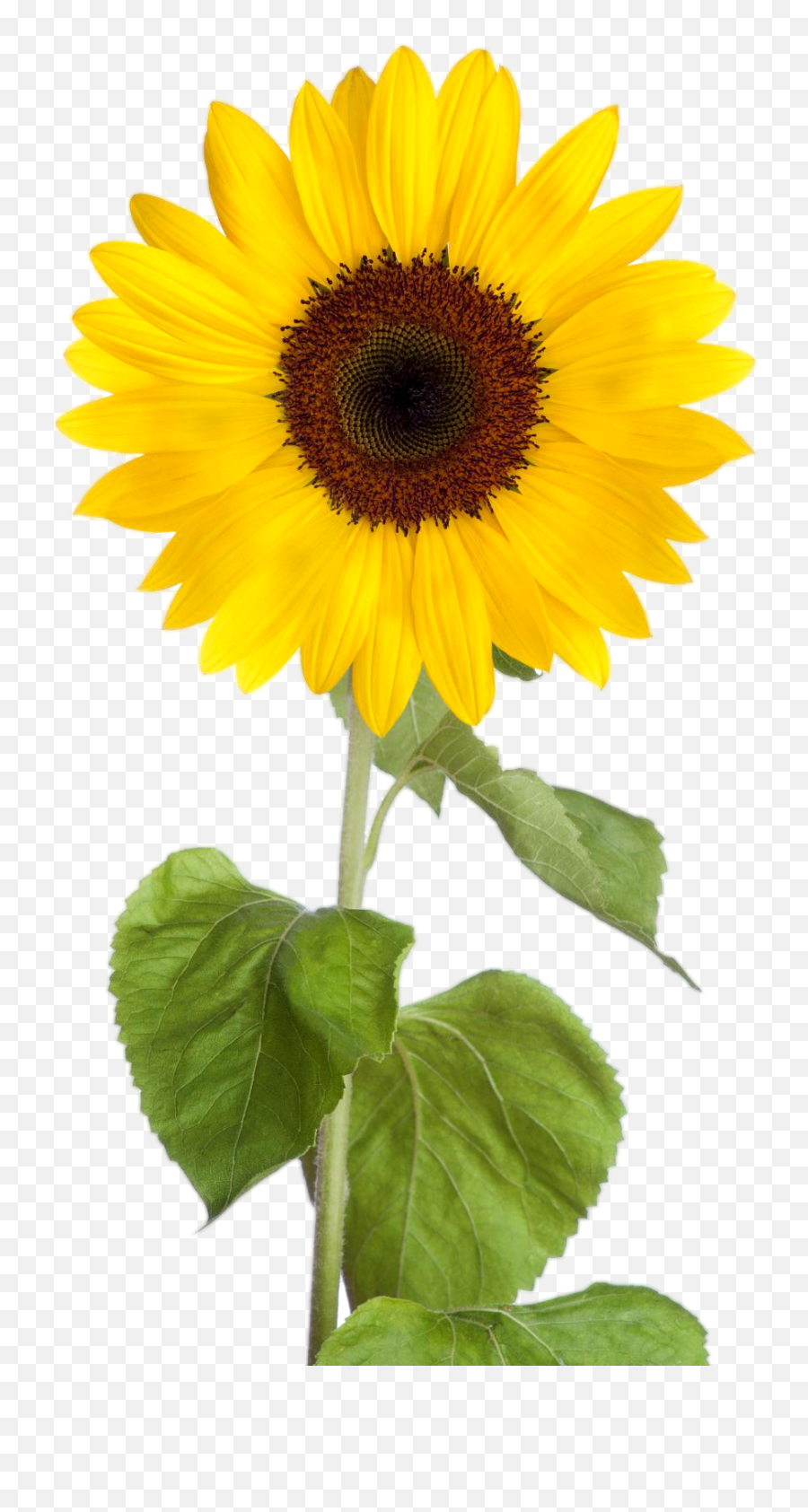 Download Hd Sunflower Clipart - Clipart Sunflower Emoji,Sunflower Clipart Png