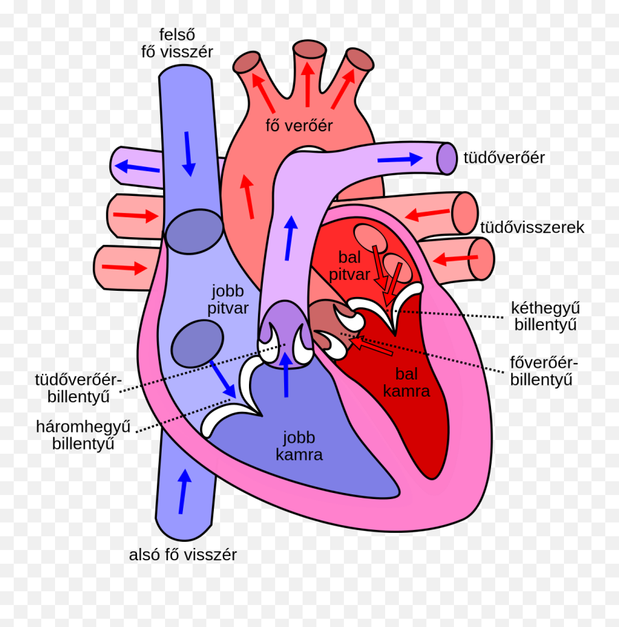 Human Heart Png Files Clipart - Human Heart With Labeling Emoji,Human Heart Clipart