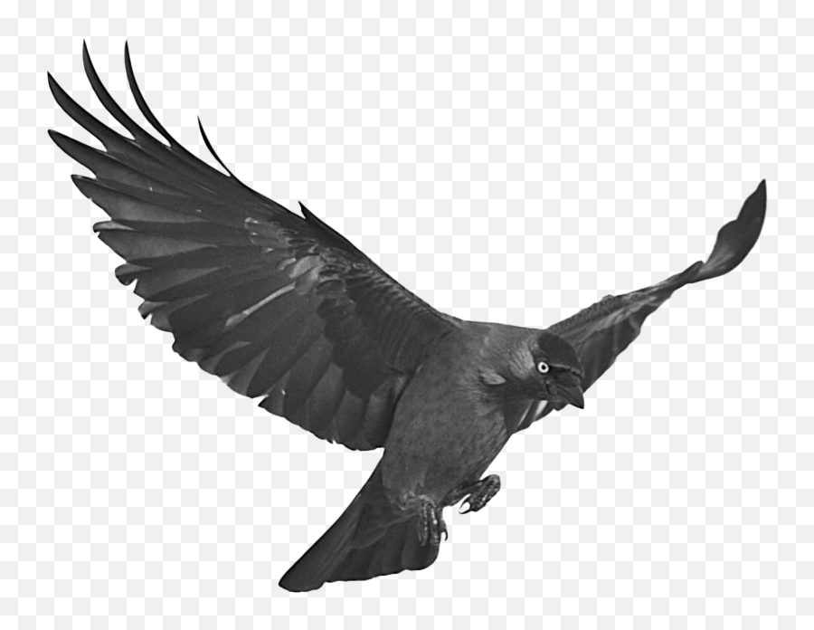 Black Raven Png Photos - Raven Flying Png Emoji,Raven Png