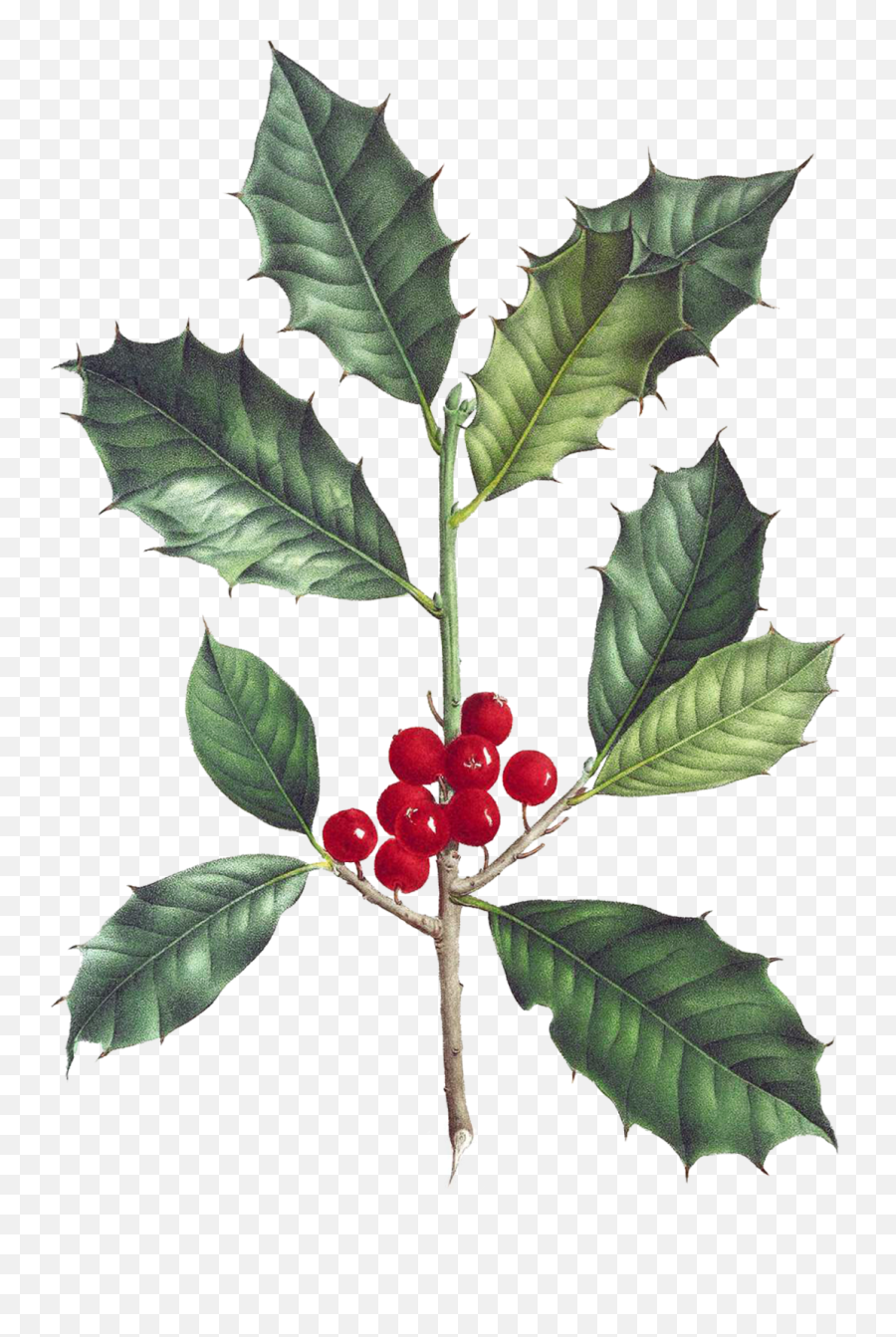 Mistletoe Berries Branch Transparent - Scientific Illustration Holly Tree Emoji,Mistletoe Transparent