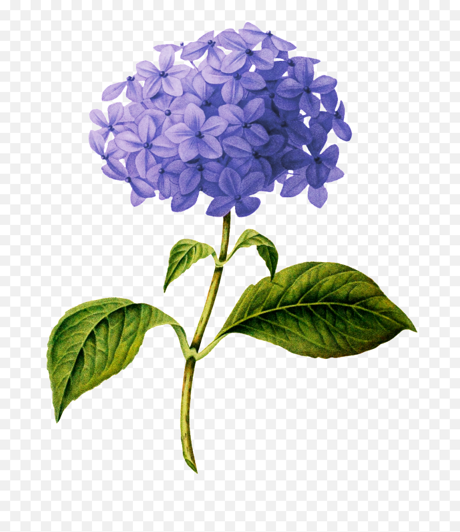 Hydrangea Botanical Drawing Png Image - Single Hydrangea White Background Emoji,Purple Flower Transparent