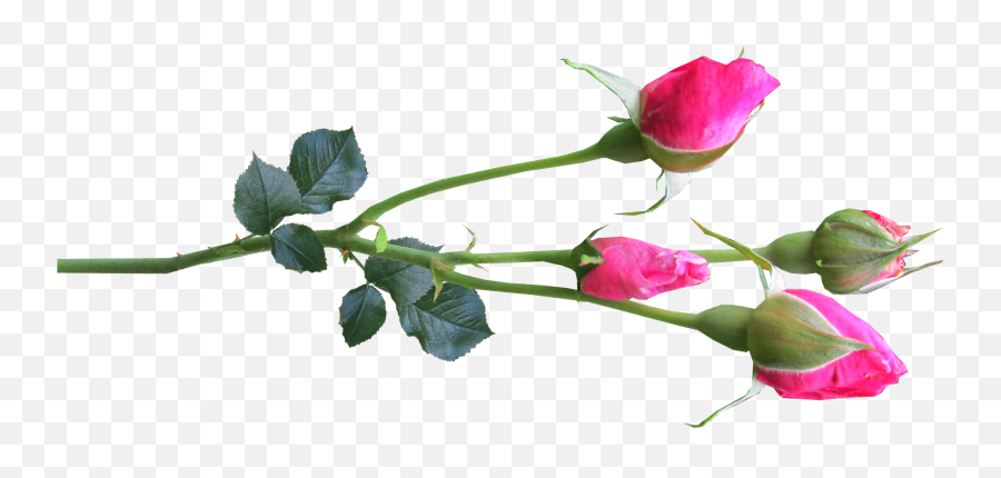 Flower Stem Rose Buds Pinkflower - Transparent Background Rose Bud Png Emoji,Flower Stem Png