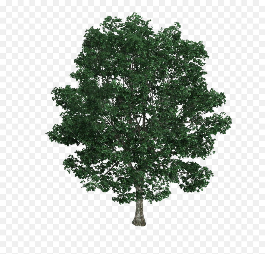 Download Material Tree Illustration Royalty - Free Bodhi Emoji,Tree Illustration Png