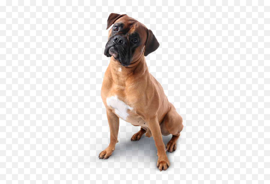 Download Boxer Dog Transparent Background Png Image With No - Transparent Background Boxer Dog Png Emoji,Dog Transparent