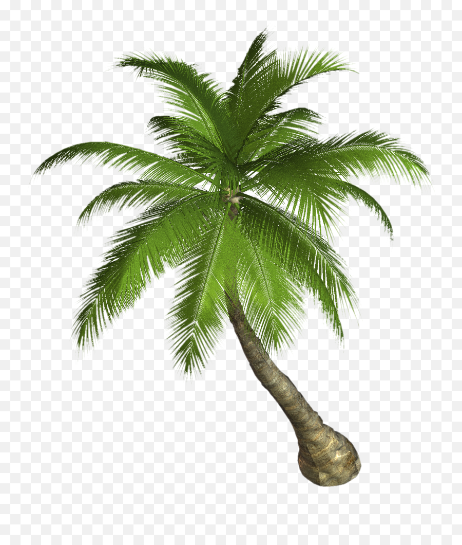 Palm Tree Png - Palm Trees Png Png Emoji,Palm Tree Png