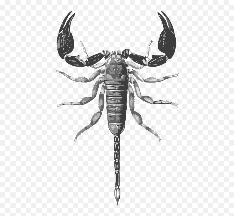 Decapoda Seafood Scorpion Png Clipart - Scorpions Illustration Emoji,Scorpion Clipart