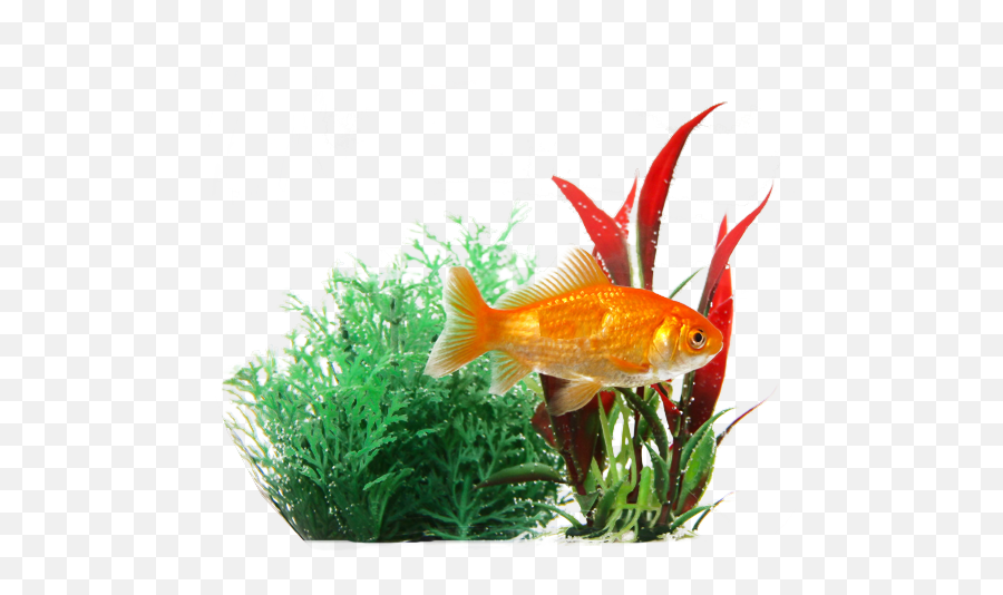 Download Hd Goldfish In Plants Transparent Image Fish - Transparent Background Fishes Png Emoji,Fish Transparent Background