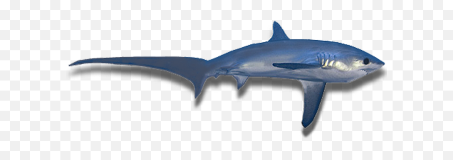 Game Fishing Club Of South Australia - Great White Shark Emoji,Shark Transparent Background