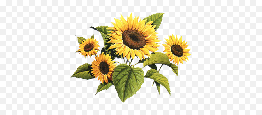 Download Sunflowers Png Vintage Clip - Vintage Sunflower Drawing Png Emoji,Sunflower Clipart