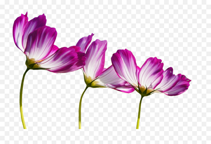 Transparent Burgundy Flowers Clipart - Png Download Full Emoji,Summer Flowers Clipart