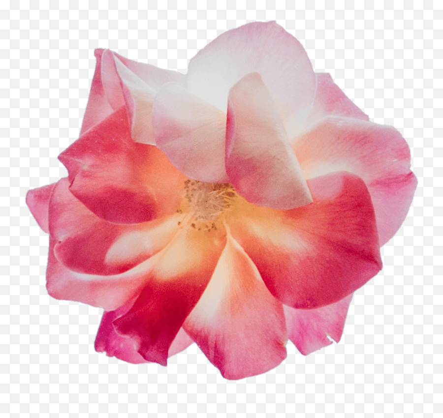 Top Png Flower Flowers Clipart Emoji,Single Flower Png