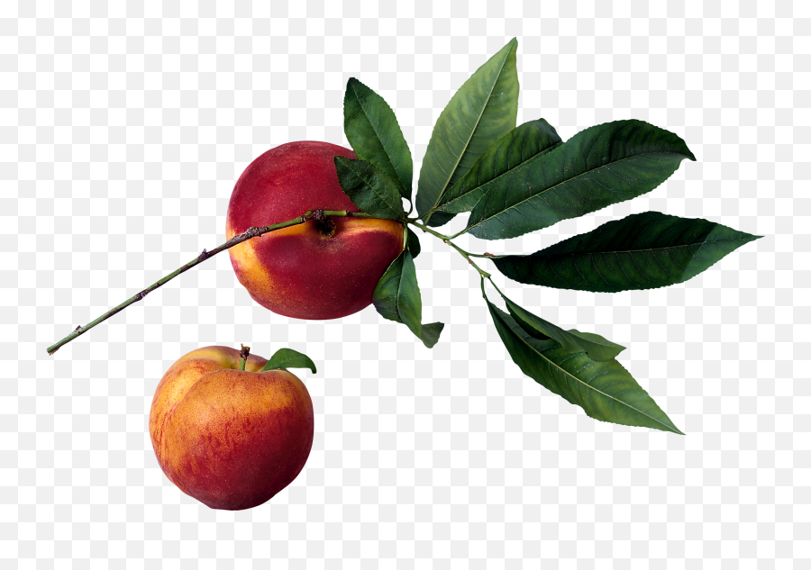 Peach Png Image - Peach Tree Transparent Emoji,Peach Png