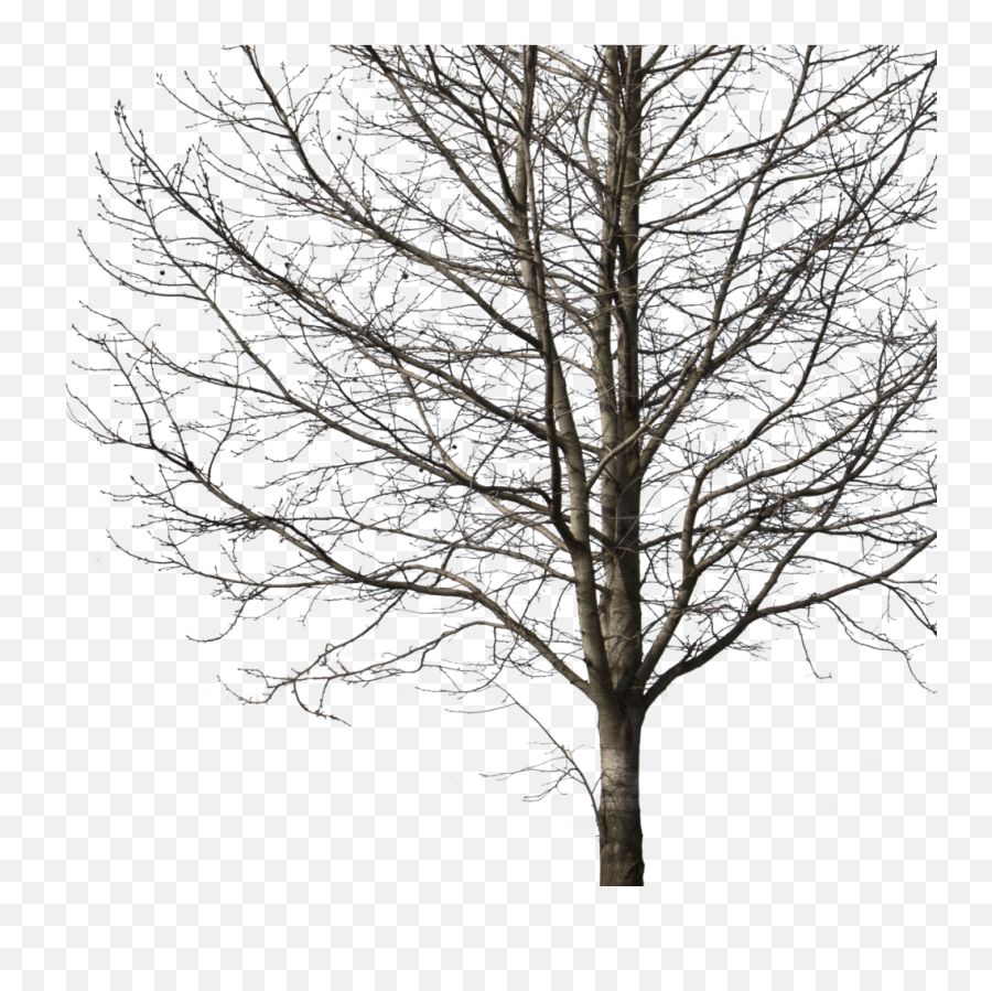 Deciduous Tree Winter I Cutout Trees Png Deciduous - Winter Winter Tree Png Hd Emoji,Winter Tree Clipart