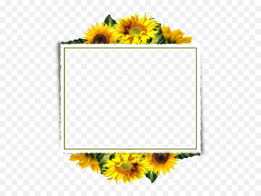 Pin On Frames 1 - Clipart Border Transparent Sunflower Emoji,Sunflower Border Clipart