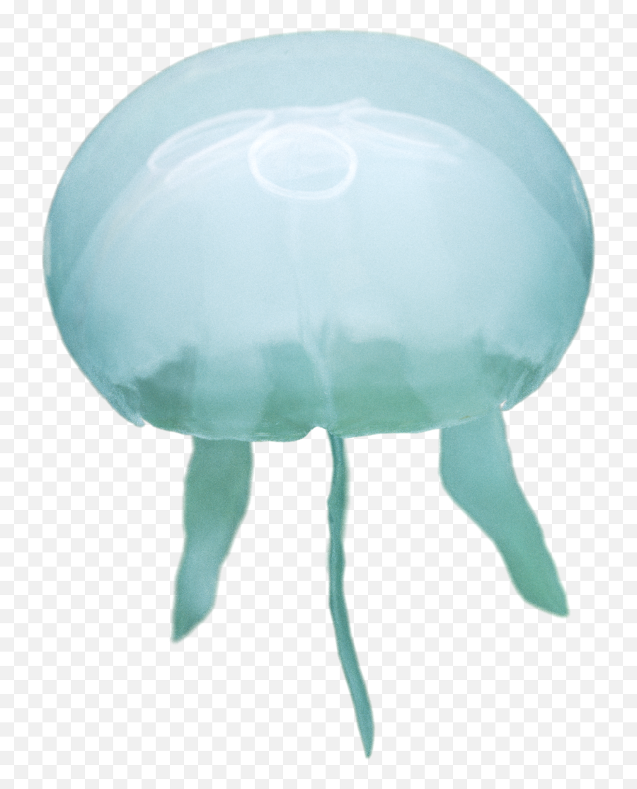 Estonian Museum Of Natural History - Bioluminescence Emoji,Jellyfish Png