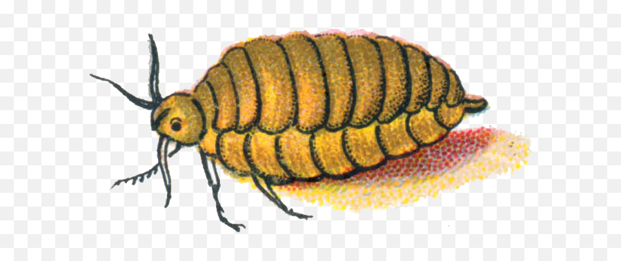Orgyia Antiqua Female Caterpillar - Female Caterpillar Emoji,Caterpillar Png