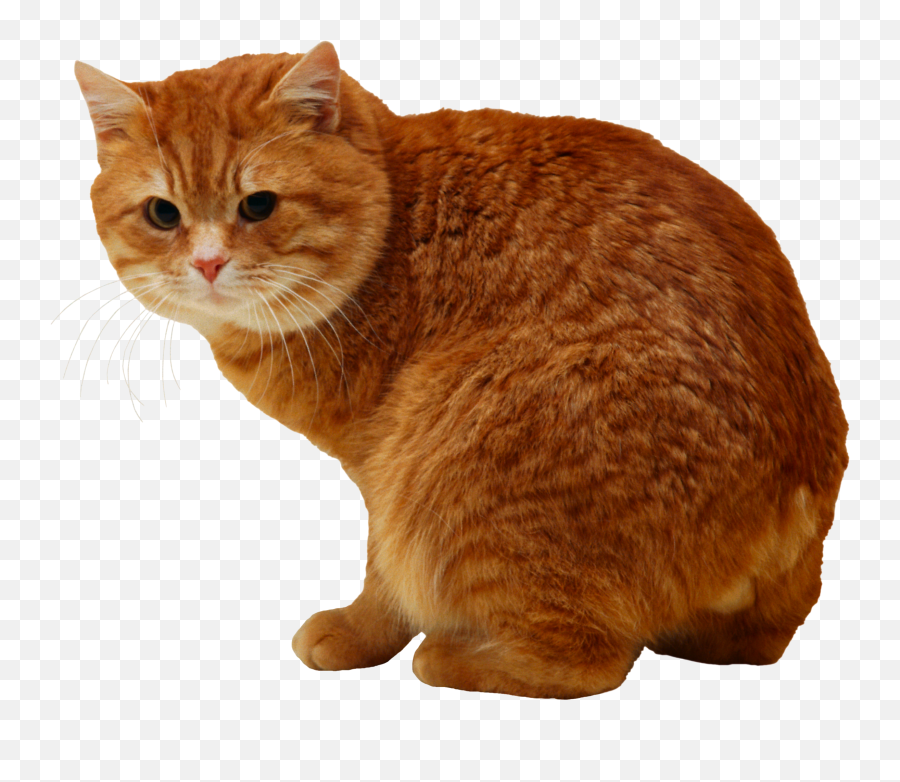Cat Png Resolution2336x1928 Transparent Png Image - Imgspng Emoji,Sad Cat Png