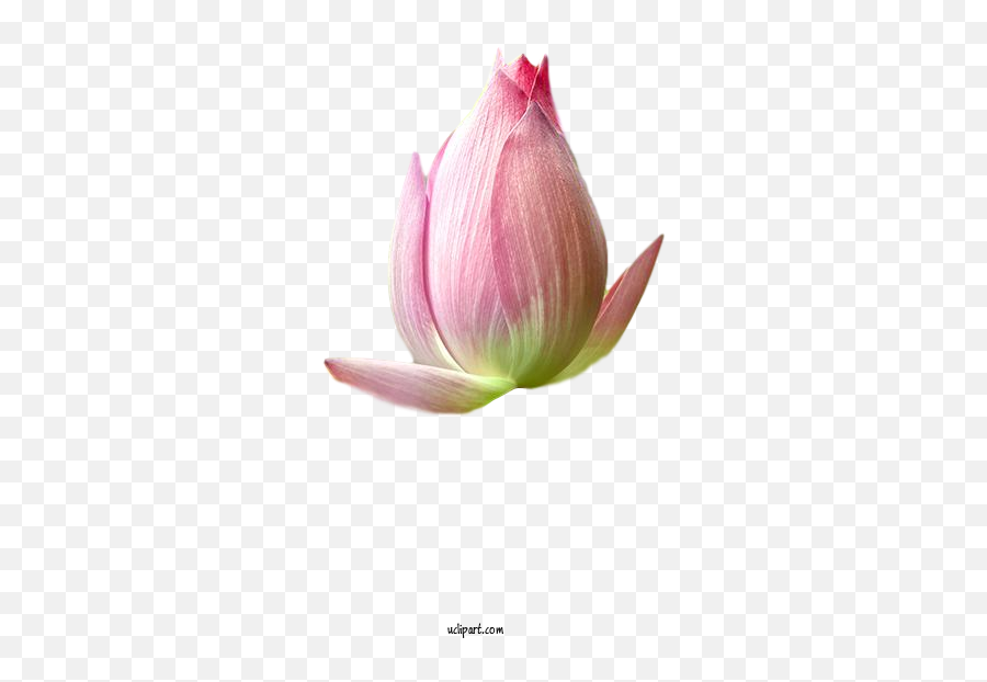 Flowers Sacred Lotus Plant Stem Bud For Lotus Flower - Lotus Emoji,Lotus Flower Transparent