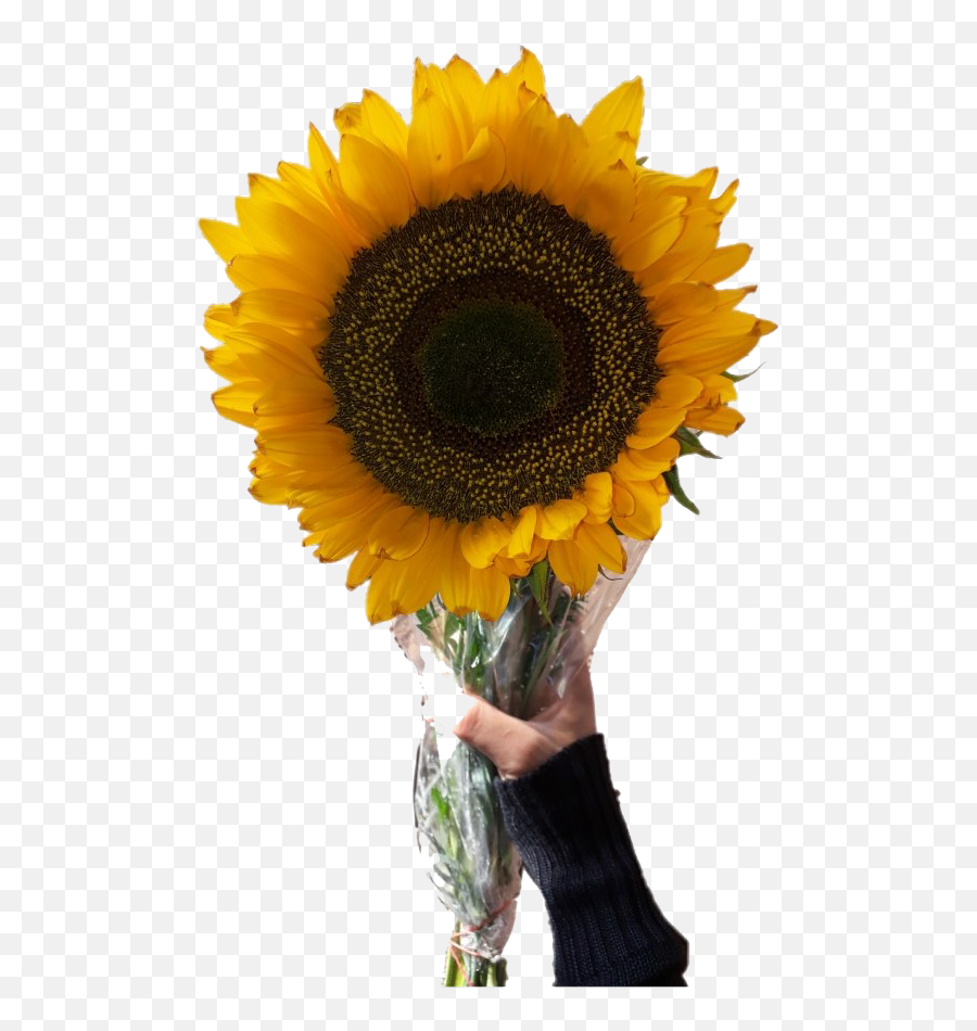 Aesthetic Sunflower Png Transparent Image Png Arts - Sunflwoer Aesthetic Transparent Background Emoji,Sunflower Png