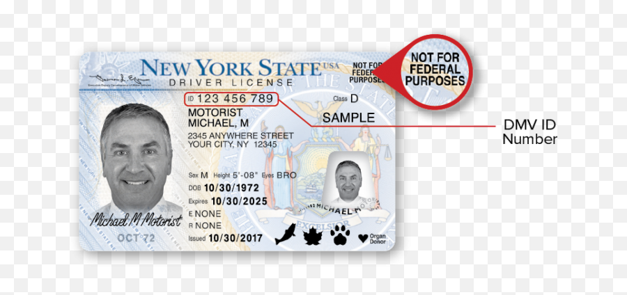 New York Dmv Sample New York Dmv Photo Documents - New York Drivers License Emoji,Dmv Logo