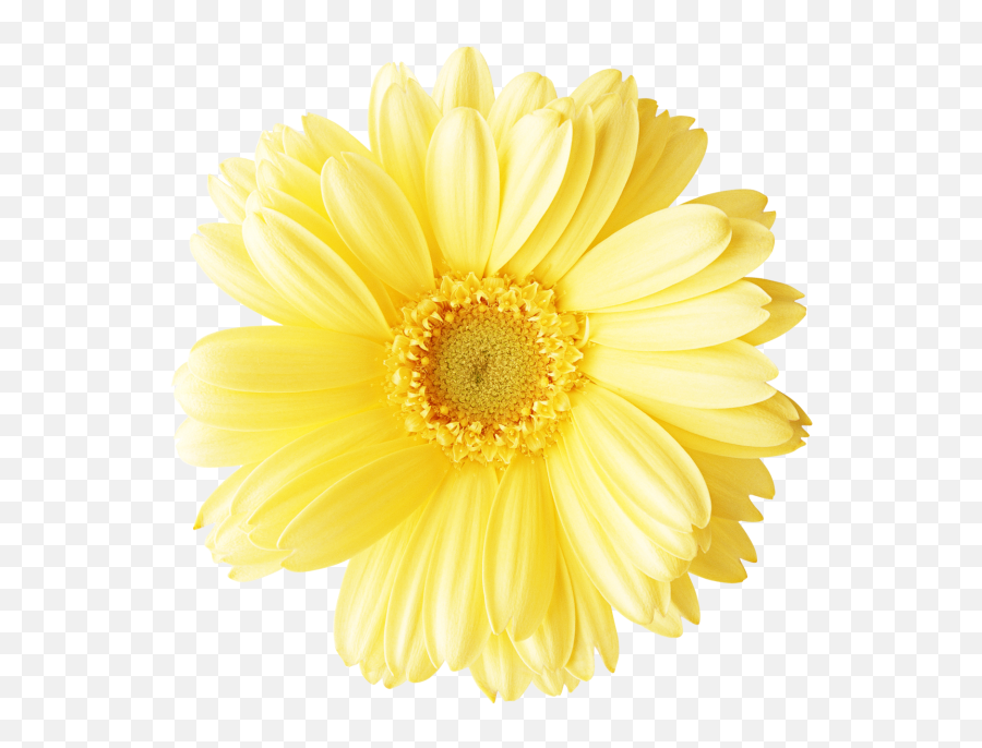 Yellow Flower Png Free Download - Photo 46 Pngfilenet Lovely Emoji,Yellow Flower Transparent
