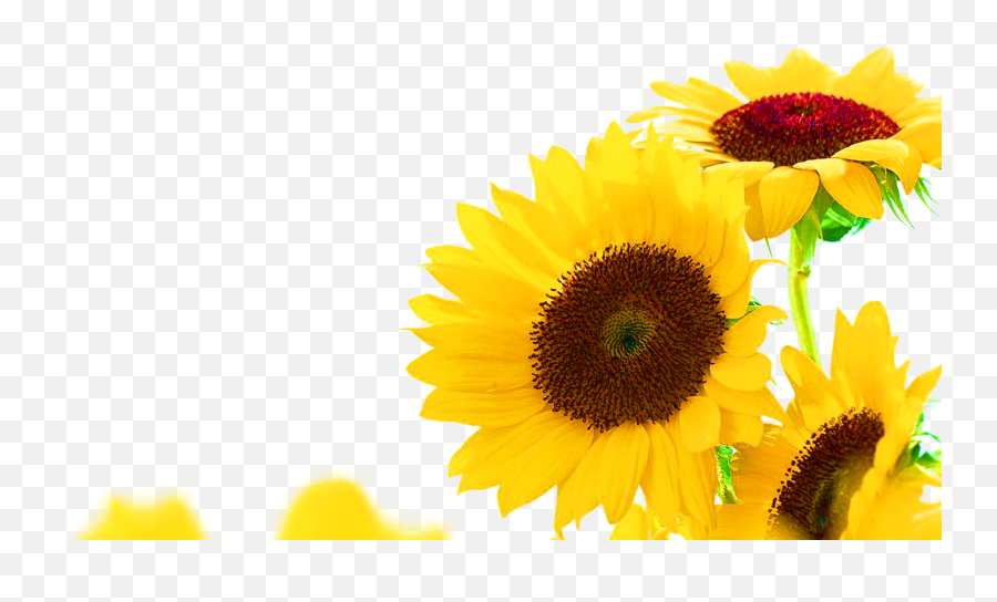Ftestickers Sunflowers Border Sticker By Pennyann Emoji,Corner Sun Clipart