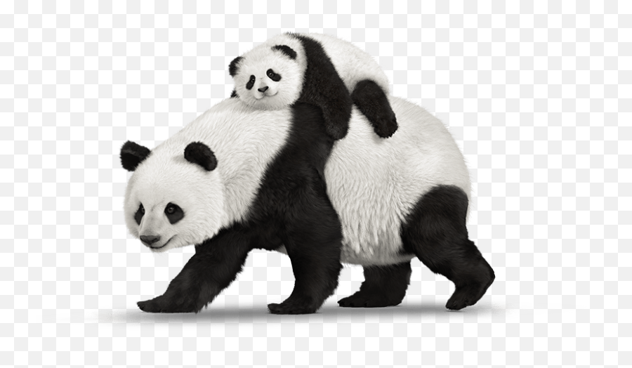Panda Png Animal Images Panda Bear Cute Panda Baby Panda Emoji,Cute Animal Png