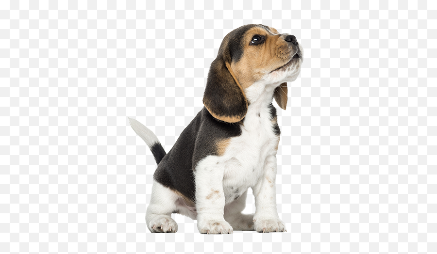 Image Beagle Howling Looking - Beagle Puppy Png Emoji,Puppy Png