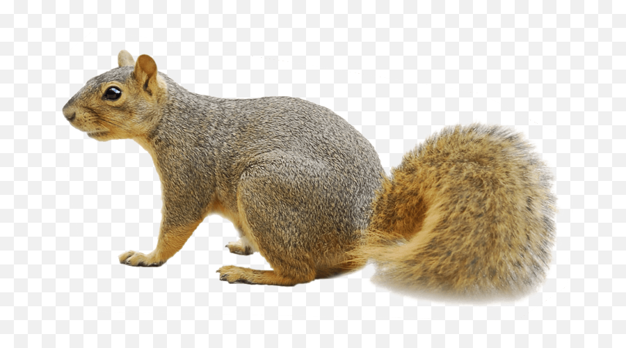 Fox Squirrel Raccoon Rodent - Fox Squirrel Transparent Background Emoji,Squirrel Transparent
