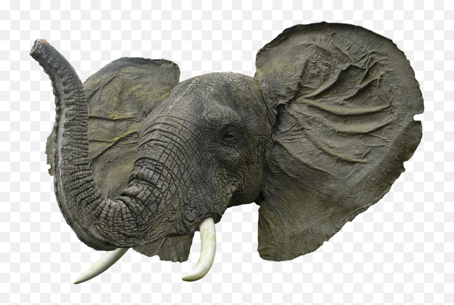 Elephant Head Png Transparent - Elephant Head Png Emoji,Elephant Transparent Background