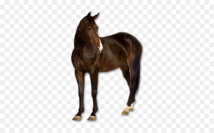 Horse Png Image Horses Png Images Free Horses - Real Horse Png Emoji,Horses Png