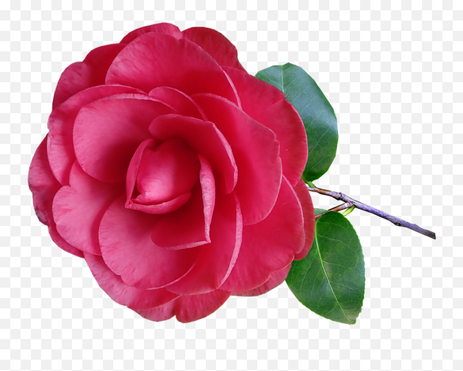 Camellia Flower Stem Pink Garden - Transparent Background Red Camellia Flower Png Transparent Emoji,Flower Stem Png