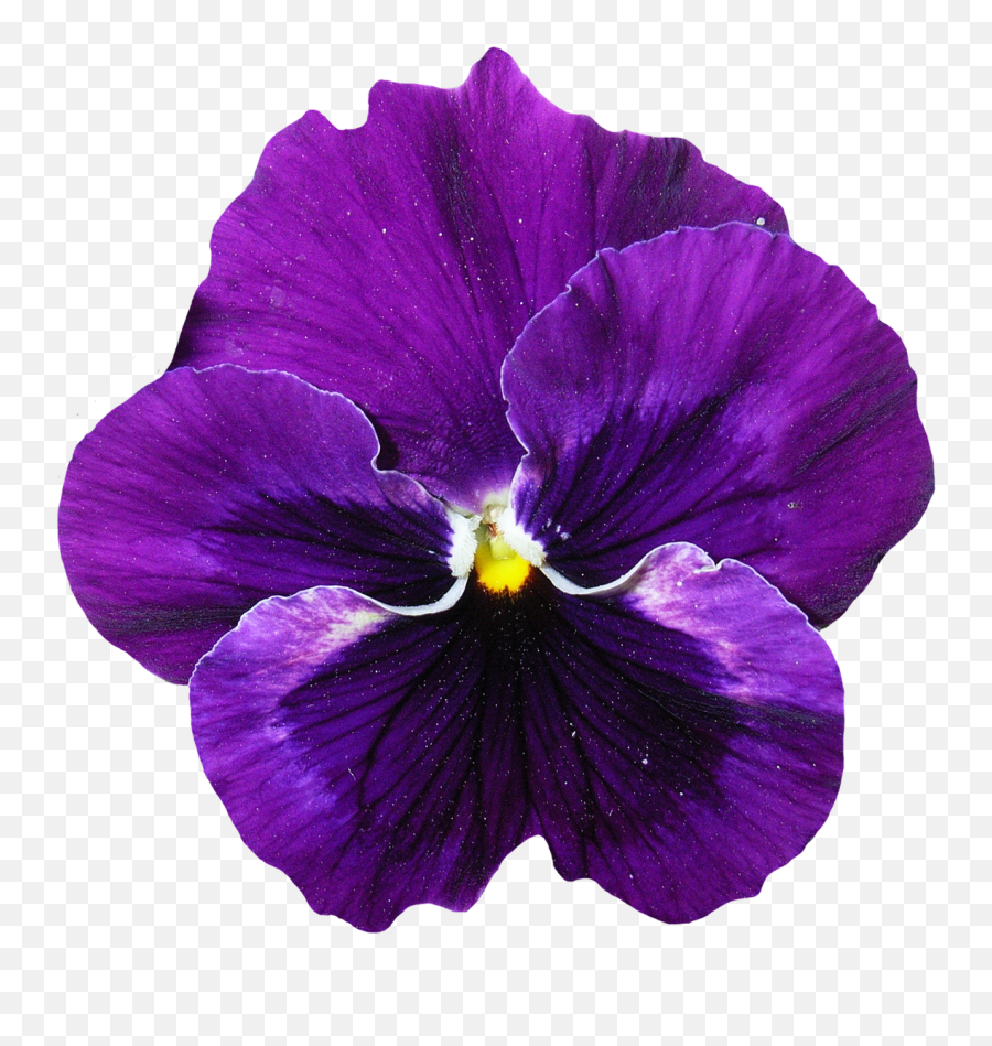 Dark Purple Red Flower Crown Transparent Png - 33199 Pansy Flower Png Emoji,Flower Crown Transparent