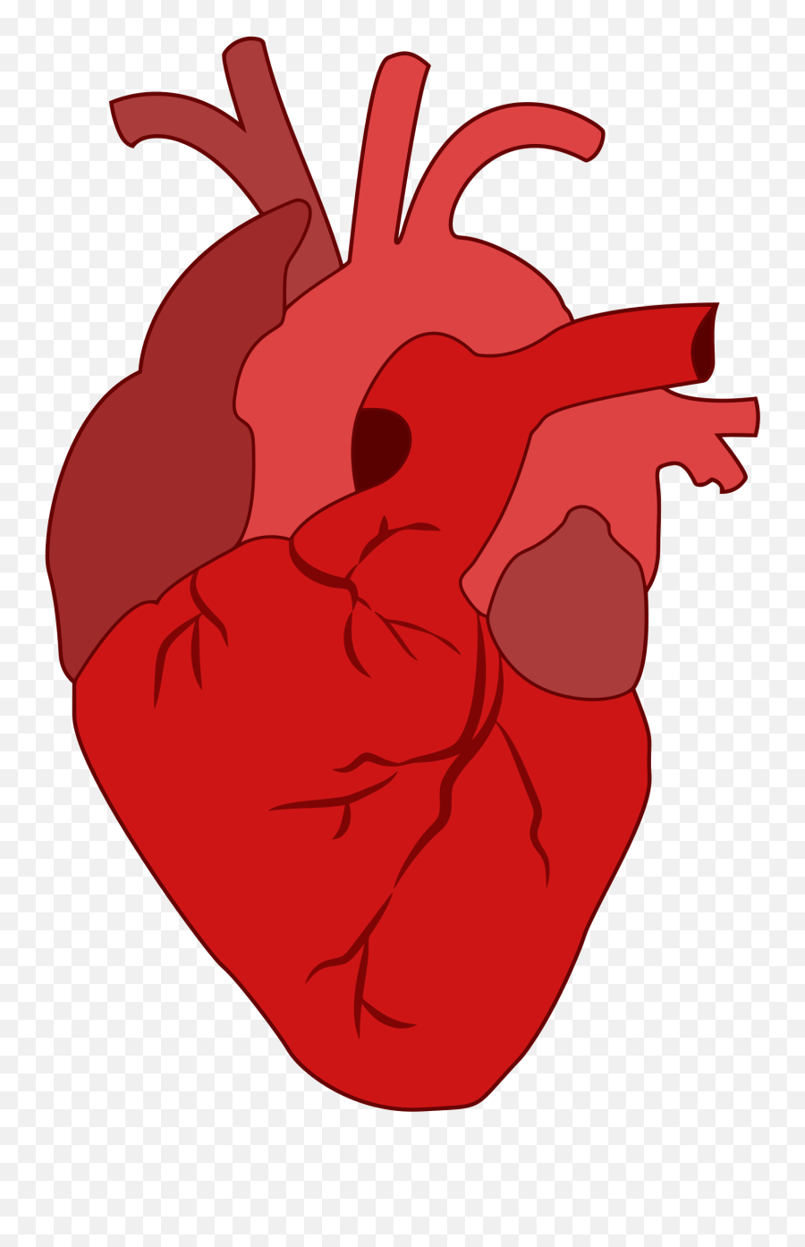 Library Of Actual Heart Clip Art Free - Transparent Real Heart Clipart Emoji,Human Heart Clipart