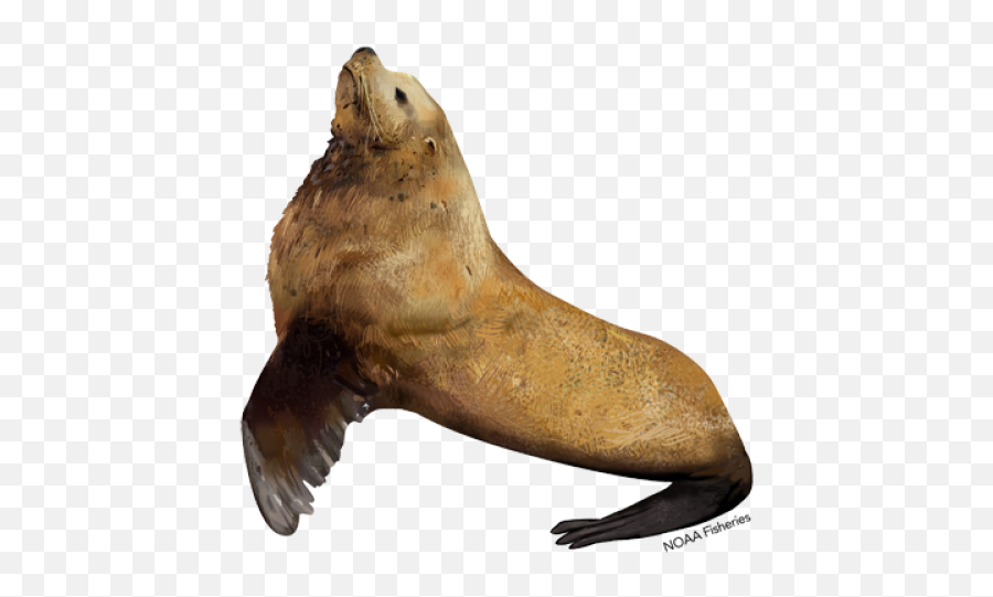 Steller Sea Lion Noaa Fisheries - Steller Sea Lion Transparent Emoji,Lion Png