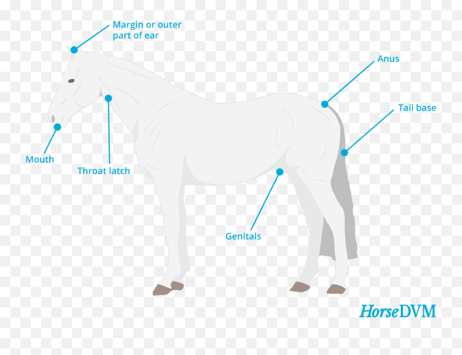 Melanoma Horsedvm Diseases A - Z Animal Figure Emoji,Horses Png