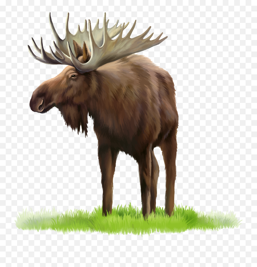 Moose Png Hd Clipart 22 - Png 6521 Free Png Images Realistic Color Moose Drawing Emoji,Moose Clipart