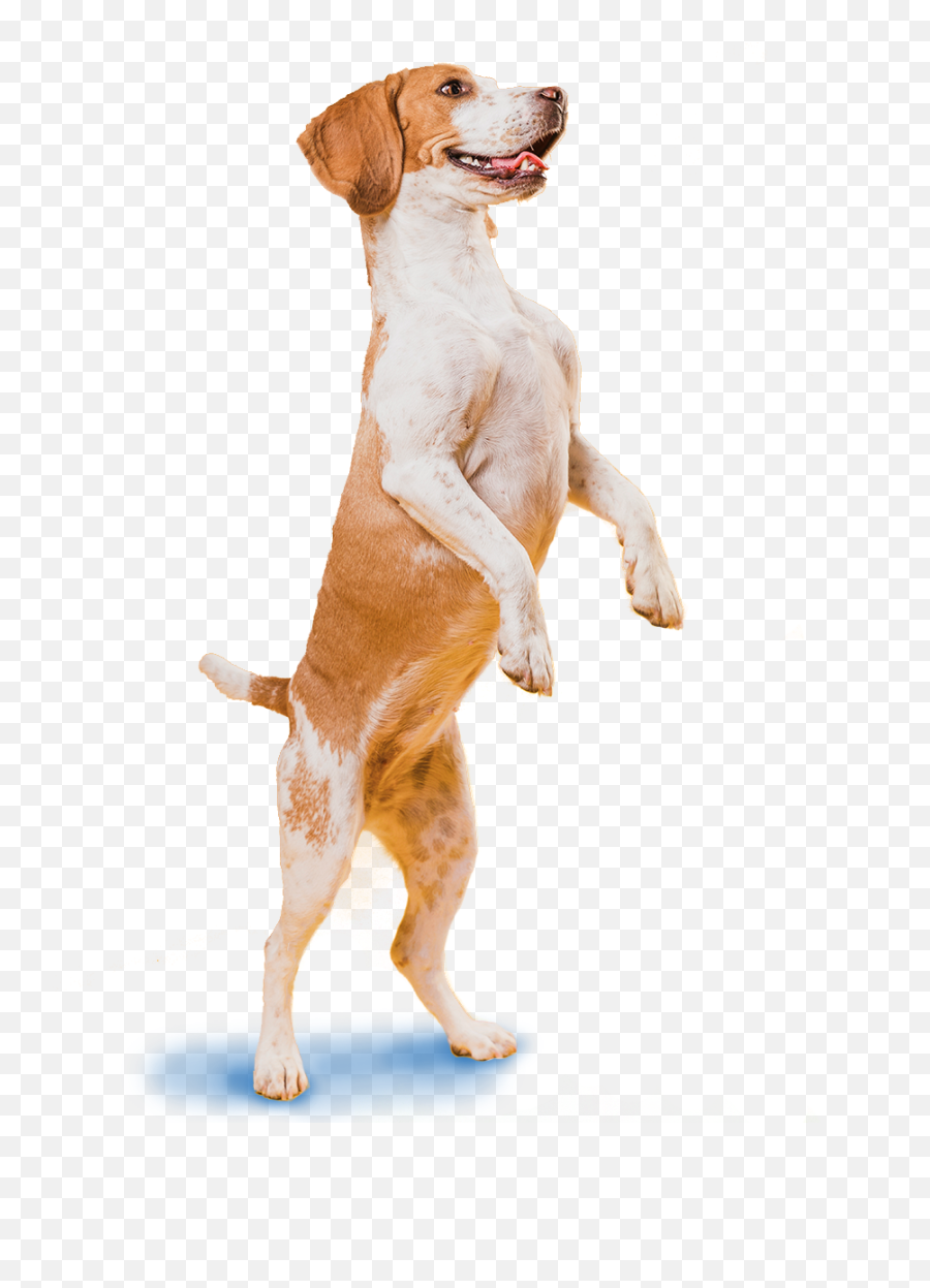 Homepage - Titou0027s Dog Grooming Emoji,Dog Grooming Clipart