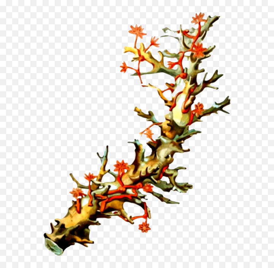 Plant Flora Leaf Png Clipart - Clip Art Emoji,Coral Reef Clipart
