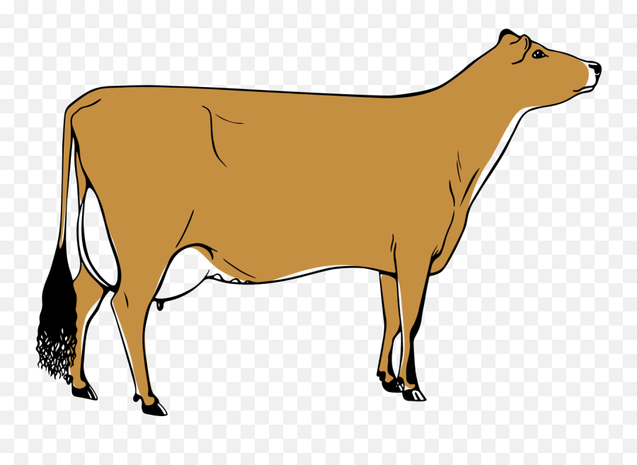 Jersey Cattle Society Of The Uk U2013 Committed To Building A Emoji,Dairy Cow Clipart