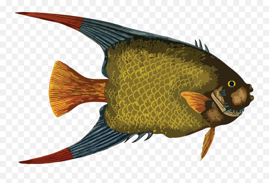 Fish - Sea Fish Fish Png 4000x2552 Png Clipart Download Emoji,Ocean Fish Png