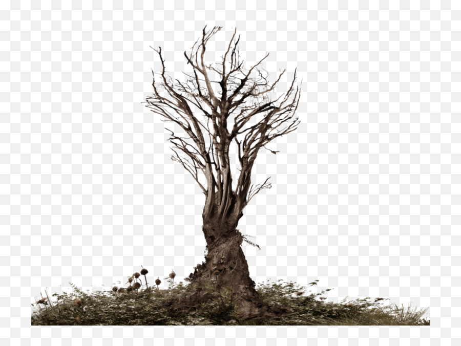 Free Tree Root Png Download Free Clip - Tree Roots Png Emoji,Tree Roots Png