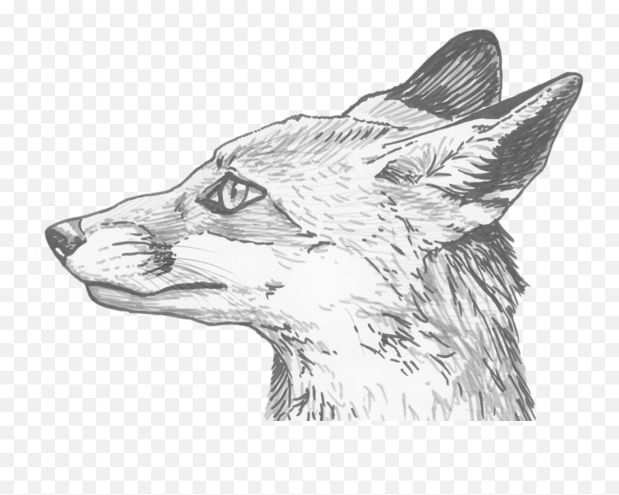 Download Fox Eyes Clipart Hq Png Image - Fox Sketch Drawing Png Emoji,Eyes Clipart Black And White