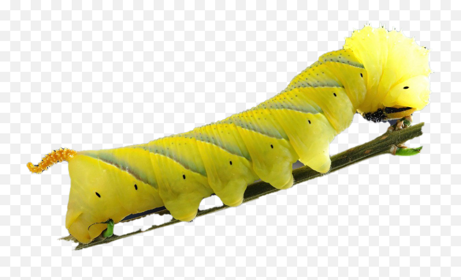 Caterpillar Png Images Transparent - Transparent Caterpillar Png Emoji,Caterpillar Png