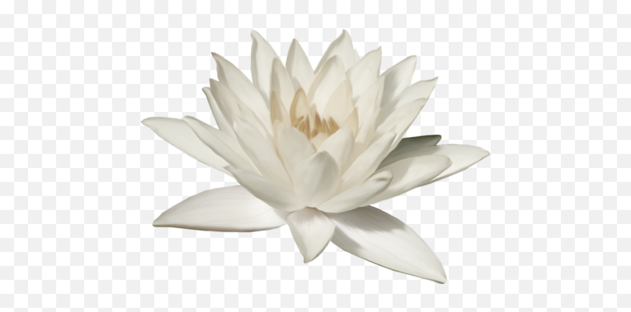 Uploads Lotus Flower Lotus Flower Png5 - Png Press Emoji,Lotus Flower Transparent