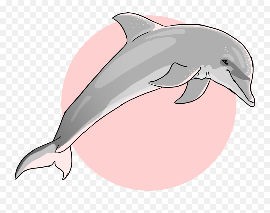Pink Dolphin Png - Dauphinoceanique Common Bottlenose Common Bottlenose Dolphin Emoji,Dolphin Png